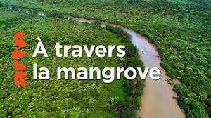 deltas du monde mangrove