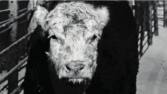 Meat-Frederick-Wiseman-Le-Lieu-Documentaire