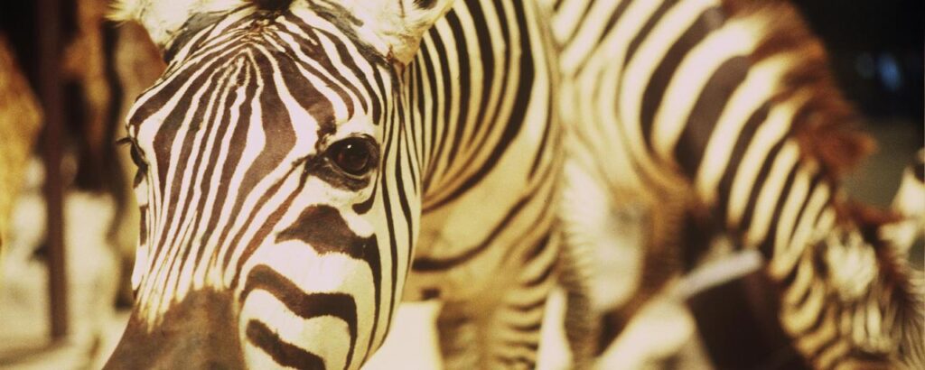 nicolas philibert - un animal des animaux - le lieu documentaire3