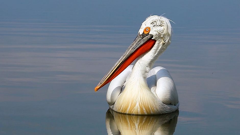 3511508 Kerkini, ein See als Vogelzuflucht