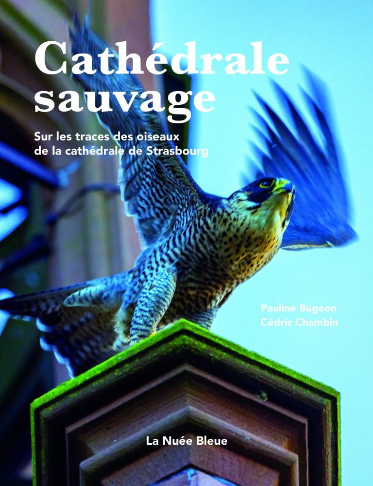 cathedrale sauvage - cedric chambin - pauline Bugeon - le lieu documentaire - editions nuée bleue
