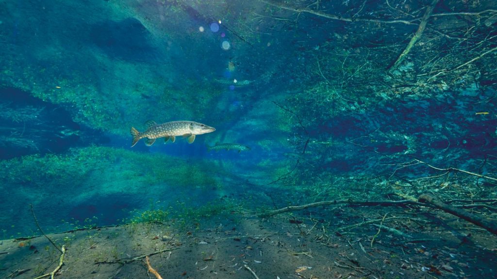 Le fleuve invisible, un trésor sous la plaine du Rhin - Le lieu documentaire - strasbourg