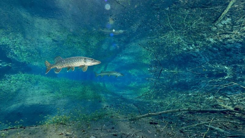 Le fleuve invisible, un trésor sous la plaine du Rhin Serge Dumont Frank Nischk