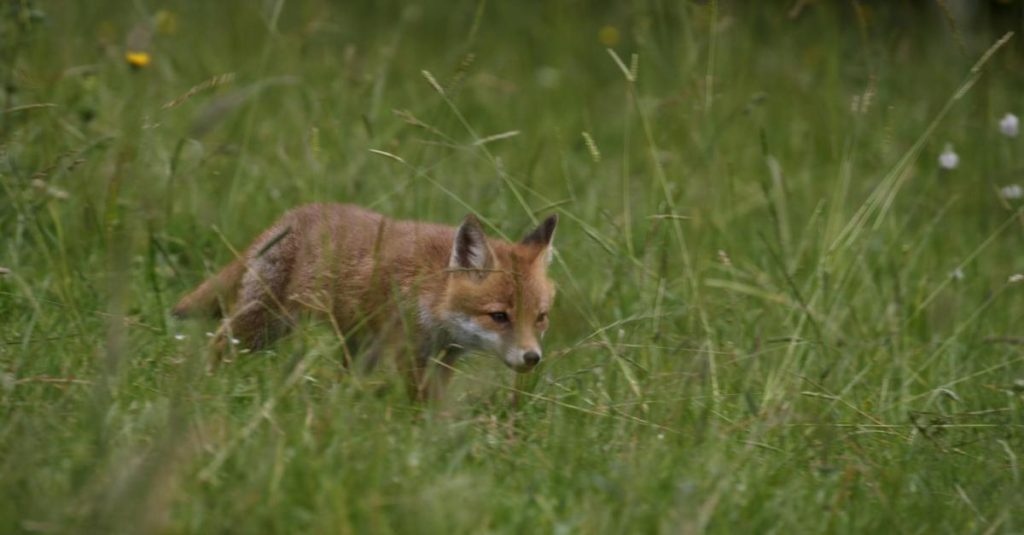 Thierry-Robert-des fraises pour le renard-le-lieu-documentaire-ECO-Conseil-48h-agriculture-urbaine-strasbourg-04-1024x535