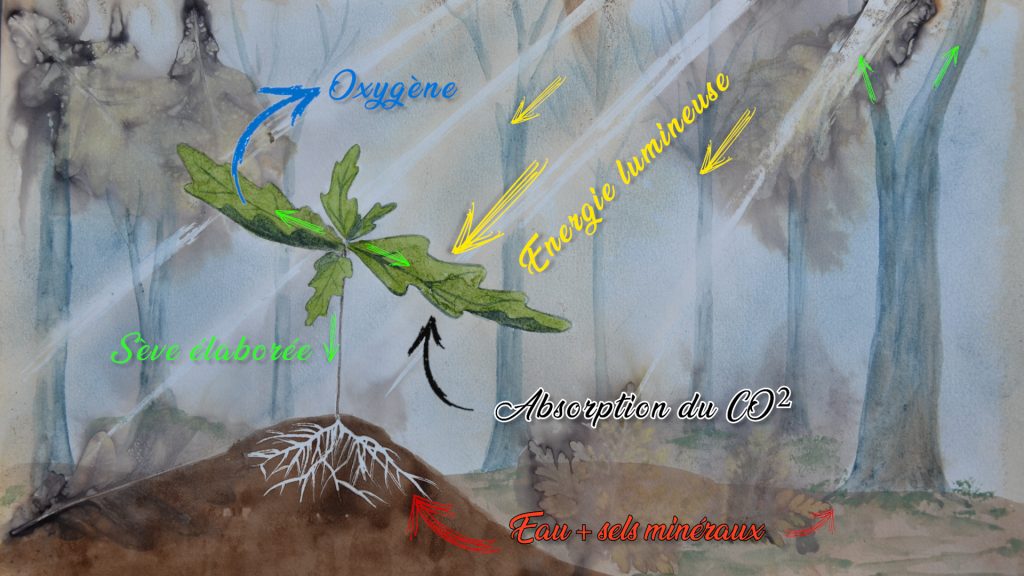 le peuple des arbres - gerard pontini - 48h agriculture urbaine 2025 - strasbourg - eco-conseil - le lieu documentaire-02