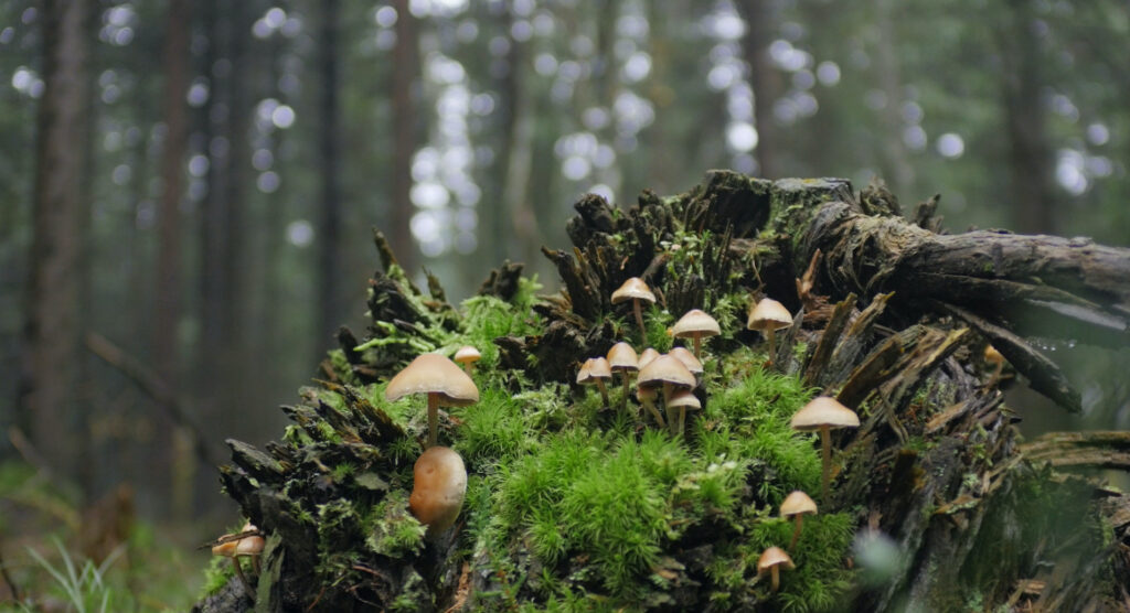 Symbioses - Axel Cohen - le lieu documentaire106