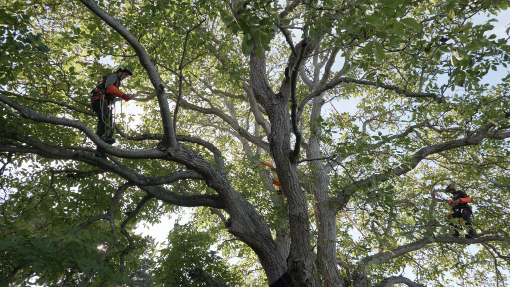 croire aux arbres - damien fritsch - Karine Marsilly - le lieu documentaire - ana filmsCroire aux arbres COM 4 compressed