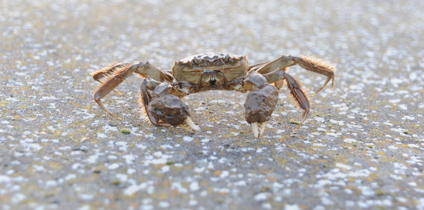une si longue marche - dominique loreau - le lieu documentaire