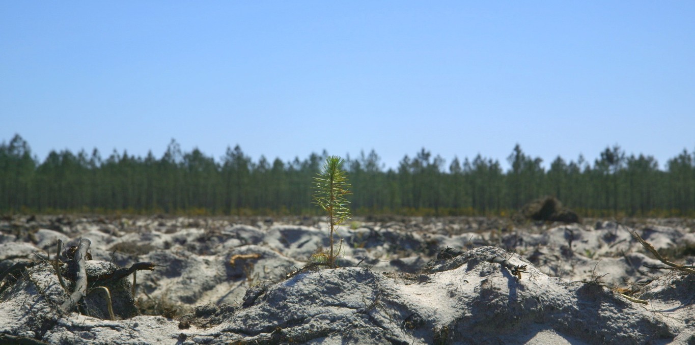 François-Xavier Drouet - Le Temps des forêts - le lieu documentaire - 01